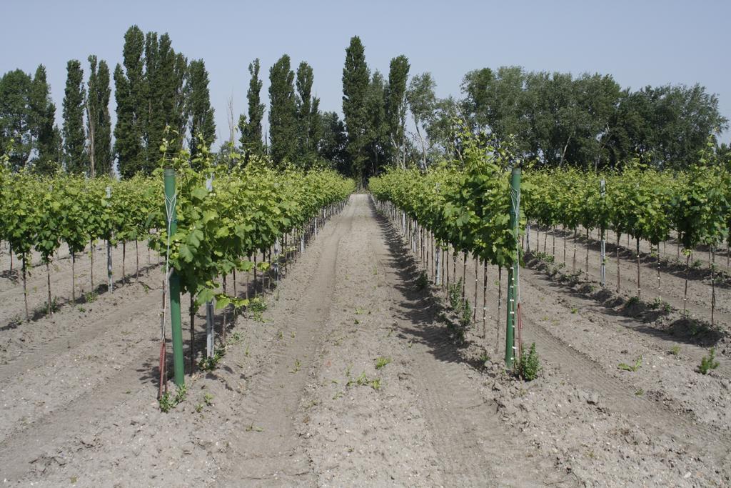 Pension & Weingut Storchenblick Illmitz Dış mekan fotoğraf